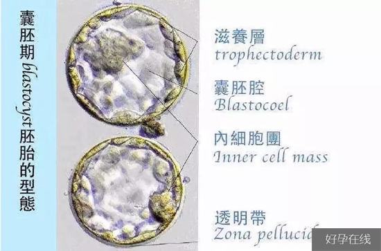 囊胚期的胚胎形态图