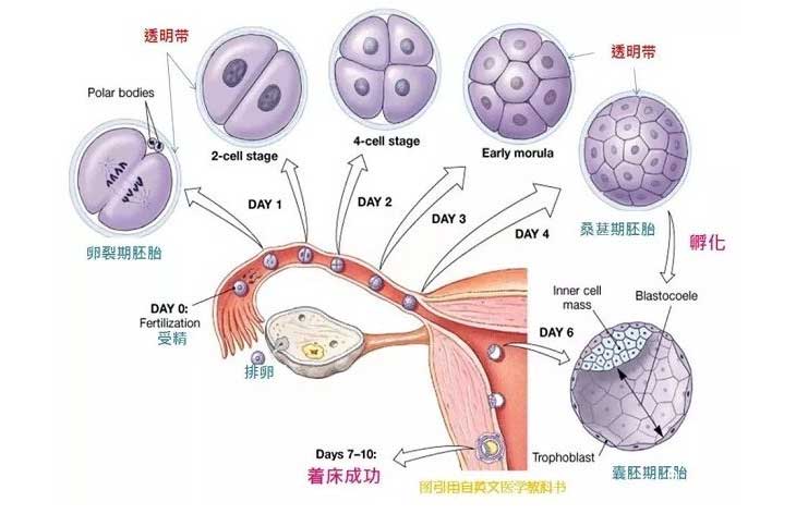 怀孕整个过程