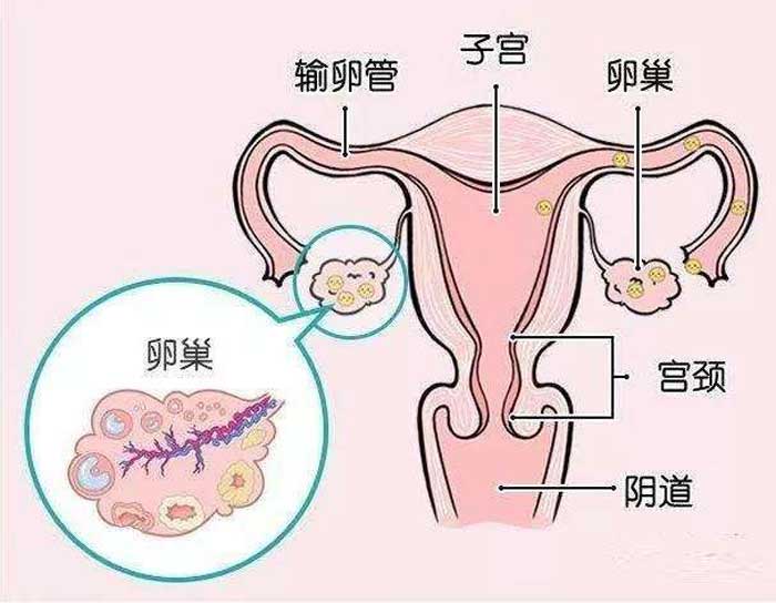 卵巢功能好不好怎么看