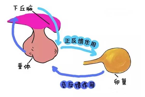 引起功能性下丘脑性闭经3种原因