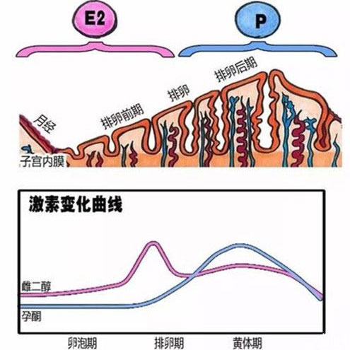 闭经的治疗方法