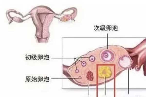卵巢生理结构示意图