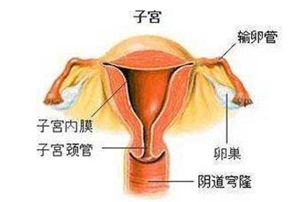 卵巢生理结构