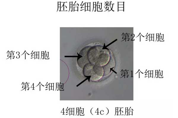 胚胎细胞数目