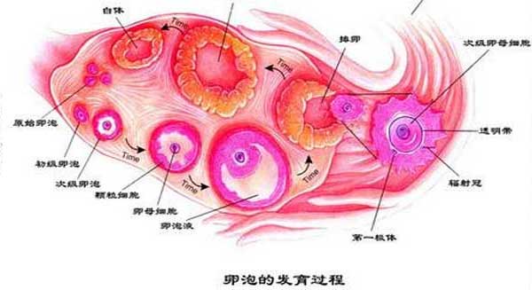 卵泡的发育进程