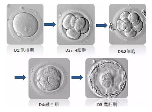 试管囊胚的发育过程图