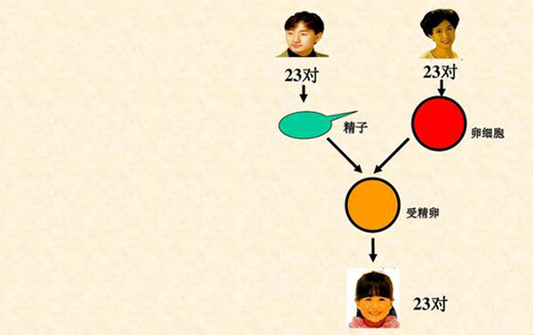 男女染色体结合成宝宝染色体