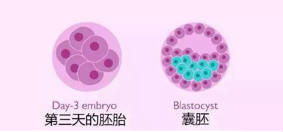 考虑养囊来筛选着床潜能好的胚胎