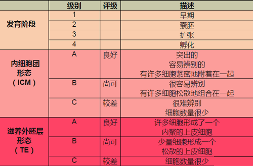 囊胚分级系统表一览