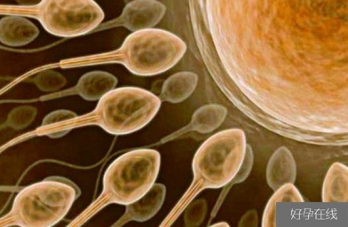 天津备孕试管婴儿知识_超级精子是什么，精子活力太高也会造成不育？